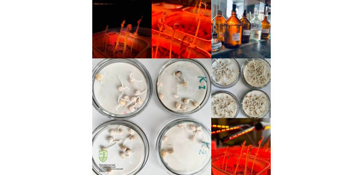 В преддверии Дня российской науки заглянем на кафедру агрохимии, химии и экологии