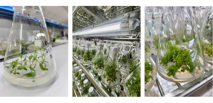 Специалисты ВГАУ повышают квалификацию в сфере биотехнологий!